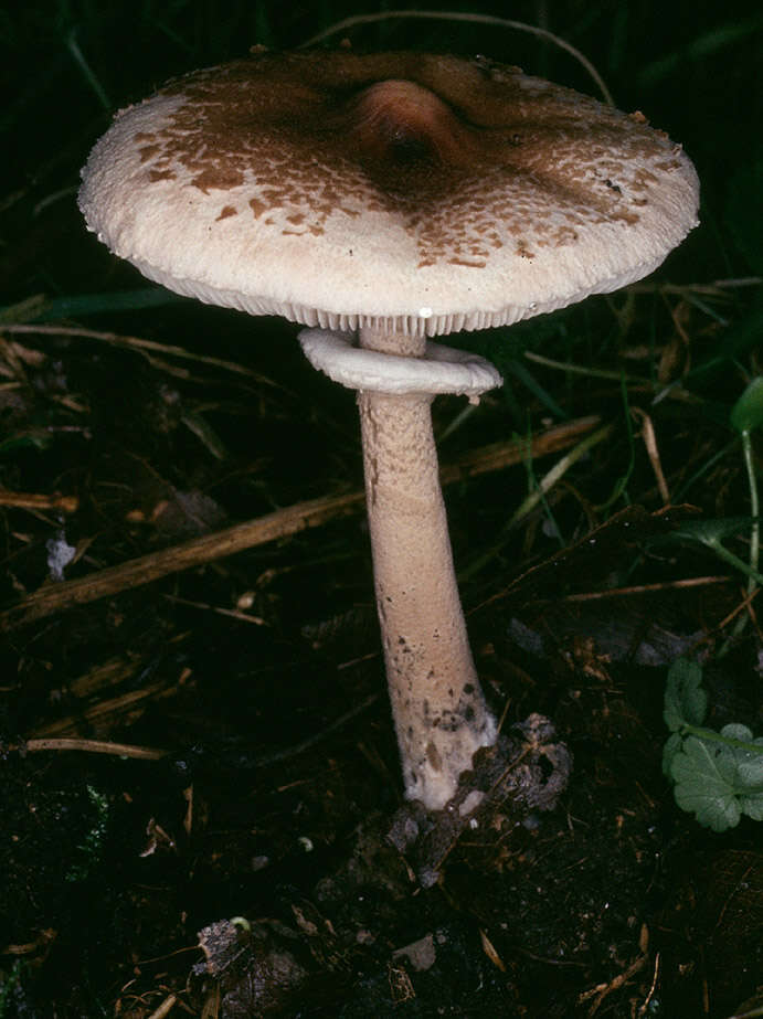Image of Macrolepiota fuligineosquarrosa Malençon 1979
