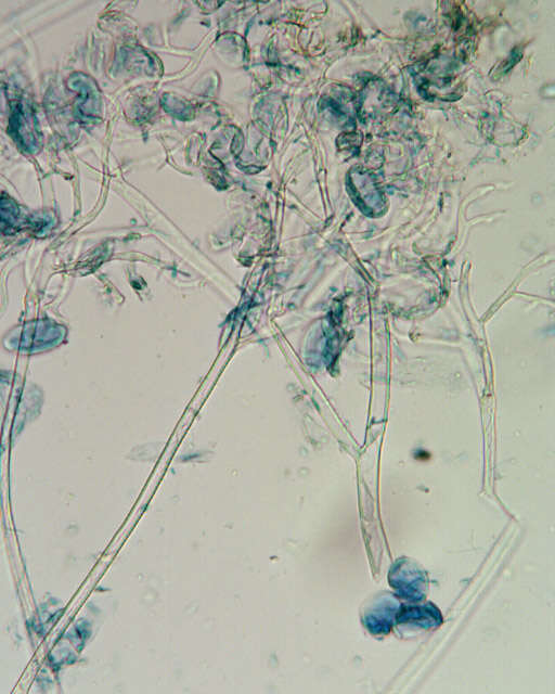 Слика од Peronospora digitalis