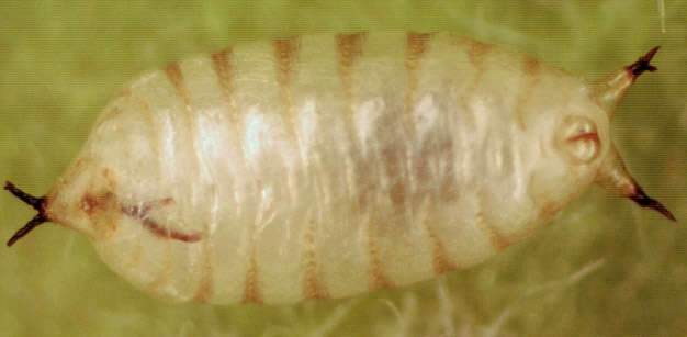 Image of Chromatomyia primulae Robineau-Desvoidy 1851