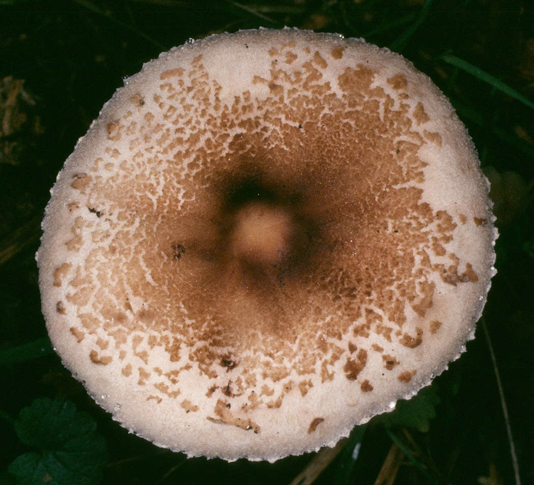 Image of Macrolepiota fuligineosquarrosa Malençon 1979