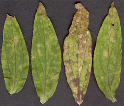 Image of Puccinia behenis G. H. Otth 1871