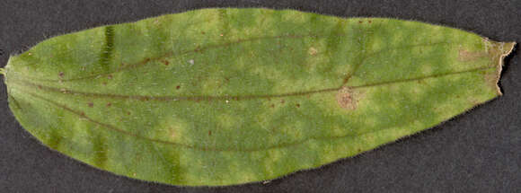 Image of Puccinia behenis G. H. Otth 1871