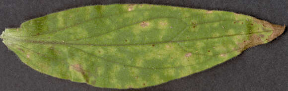 Image of Puccinia behenis G. H. Otth 1871