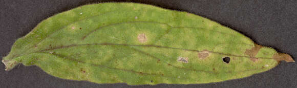 Image de Puccinia behenis G. H. Otth 1871