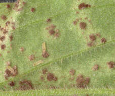 Image of Puccinia behenis G. H. Otth 1871