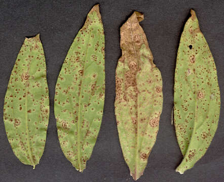 Image of Puccinia behenis G. H. Otth 1871