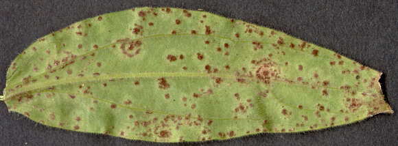 Image de Puccinia behenis G. H. Otth 1871