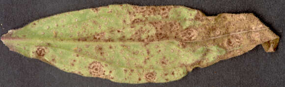 Image of Puccinia behenis G. H. Otth 1871