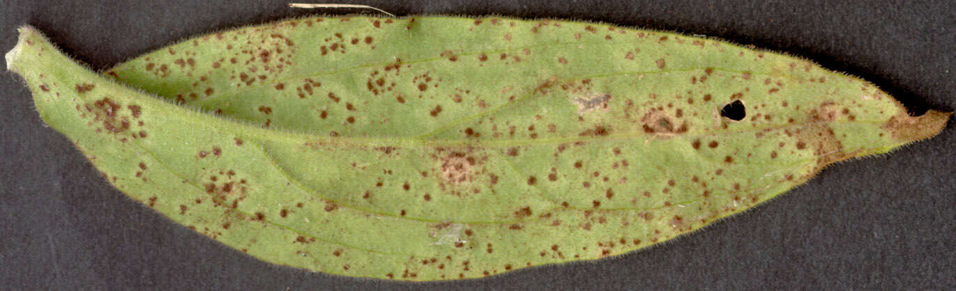Image of Puccinia behenis G. H. Otth 1871