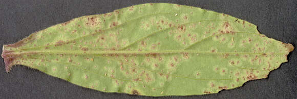 Image of Puccinia behenis G. H. Otth 1871