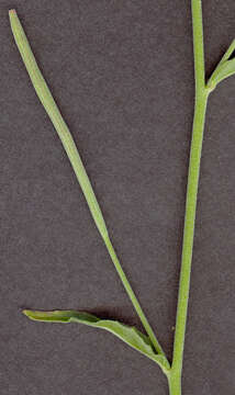 Image of dwarf willowherb