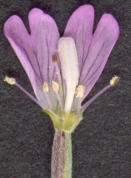 Image of dwarf willowherb