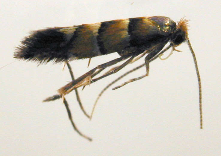 Image of Broad-barred Midget