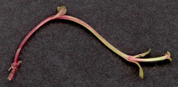 Image of dwarf willowherb