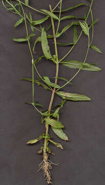 Image of square-stemmed willowherb