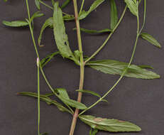 Image of square-stemmed willowherb