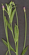 Image of square-stemmed willowherb