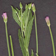 Image of square-stemmed willowherb