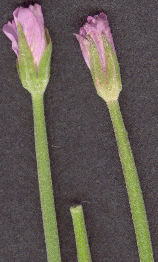 Image of square-stemmed willowherb