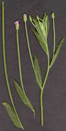 Image of square-stemmed willowherb