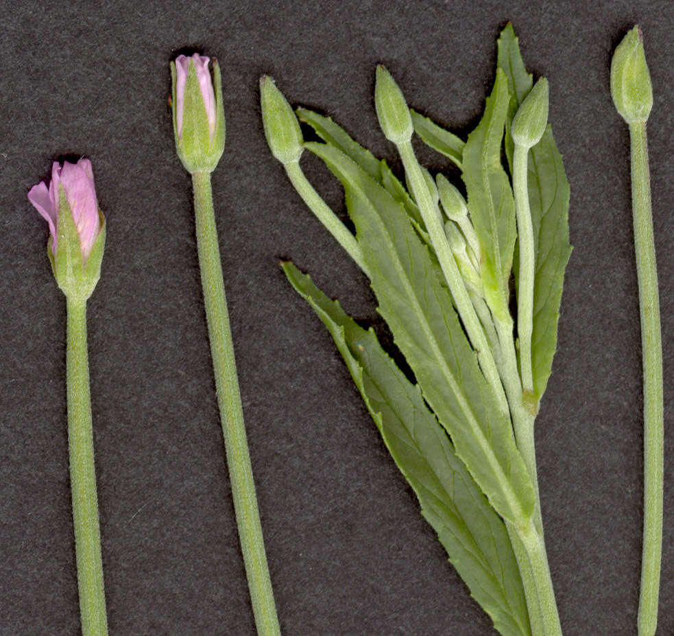 Imagem de Epilobium tetragonum L.