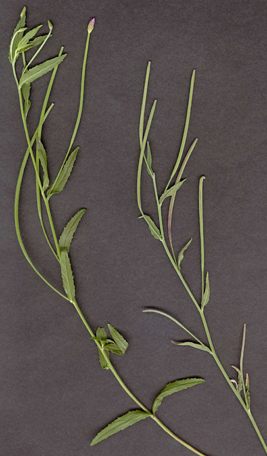 Imagem de Epilobium tetragonum L.