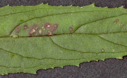 Imagem de Epilobium tetragonum L.