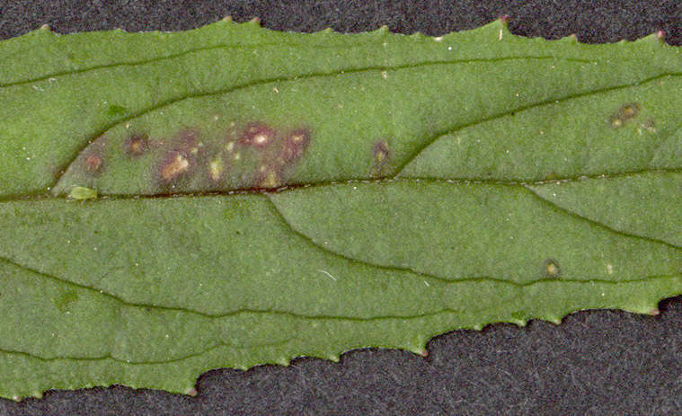 Imagem de Epilobium tetragonum L.