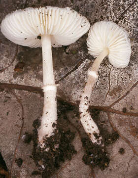 Plancia ëd Leucoagaricus sericifer (Locq.) Vellinga 2000