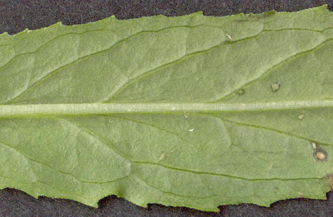 Imagem de Epilobium tetragonum L.