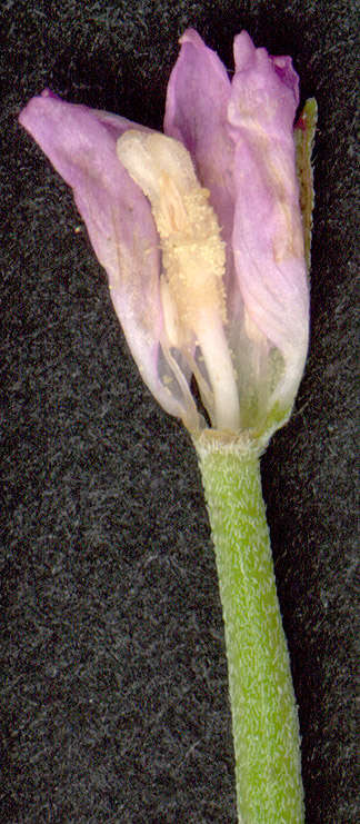 Imagem de Epilobium tetragonum L.