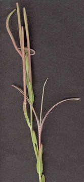 Image of dwarf willowherb