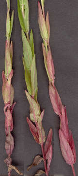 Image of dwarf willowherb