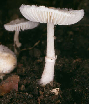 Plancia ëd Leucoagaricus sericifer (Locq.) Vellinga 2000