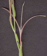 Image of dwarf willowherb