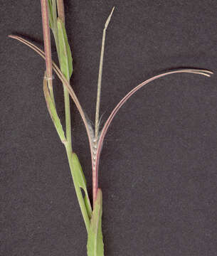 Image of dwarf willowherb