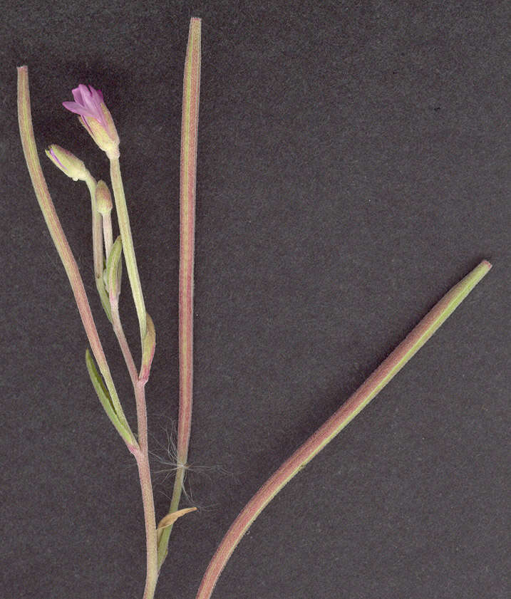 Image of dwarf willowherb