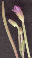 Image of dwarf willowherb