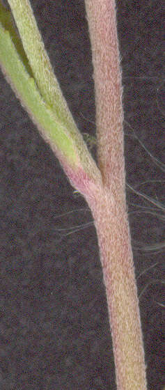 Image of dwarf willowherb