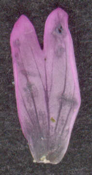 Image of dwarf willowherb