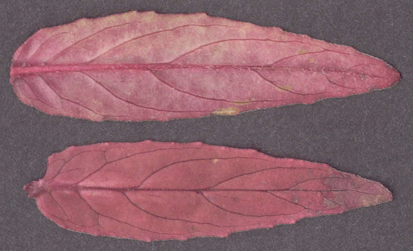 Image of dwarf willowherb