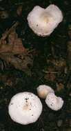 Image of Leucoagaricus sericifer (Locq.) Vellinga 2000