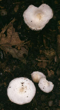 Plancia ëd Leucoagaricus sericifer (Locq.) Vellinga 2000