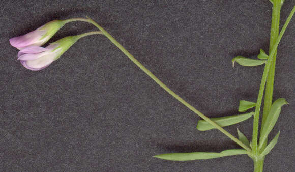 Image of lentil vetch