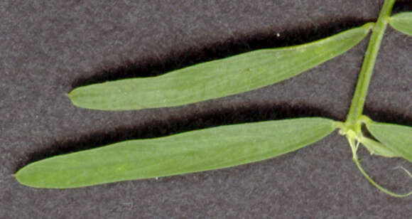 Imagem de Vicia tetrasperma (L.) Schreb.