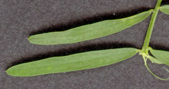 Image of lentil vetch