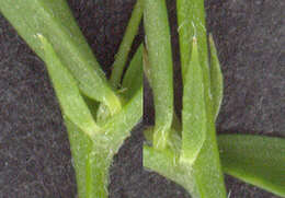 Image of lentil vetch
