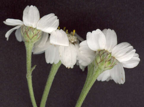 Image of Sneezeweed