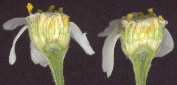 Image of Sneezeweed