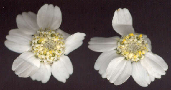 Image of Sneezeweed